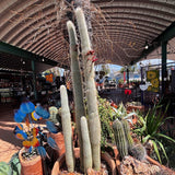 Silver Torch Cactus under a covered outdoor area with shops in the background.