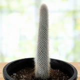 Silver Torch Cactus in a pot with a blurred natural background