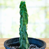 Totem Pole 'Minor' in a pot with a blurred natural background