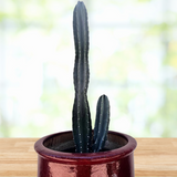 Cylindrical Peruvian Apple Cactus plant in a brown pot on a wooden surface with a blurred green background