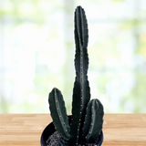 Potted Peruvian Apple Cactus plant on a wooden surface with a blurred natural background
