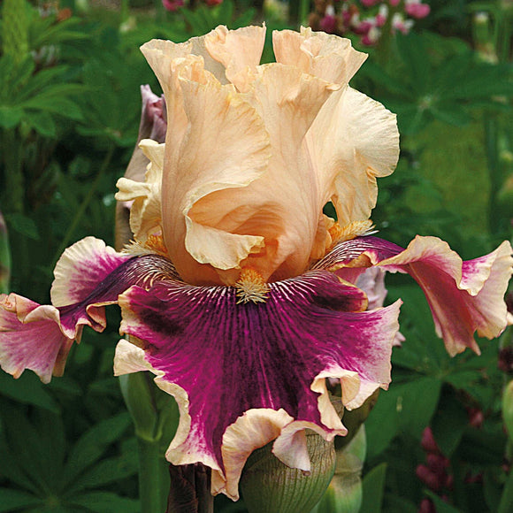iris plants in pots Skirting The Issue Bearded Iris Potted Quart Pots