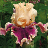 Close-up of a pink and purple Skirting The Issue Bearded Iris with a blurred green background