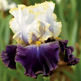 Multicolored Slovak Prince Fragrant Bearded Iris flower with white, yellow, and purple petals on a blurred green background