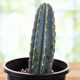 Peruvian Apple Cactus plant in a black pot on a wooden surface with a blurred natural background