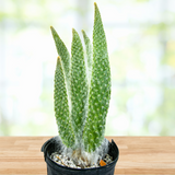 "Snow White" Prickly Pear