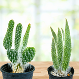 Two potted"Snow White" Prickly Pear on a wooden surface with a blurred natural background