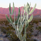"Snow White" Prickly Pear