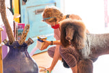Person grooming a dog with a blue vase and decorative elements in the background