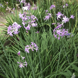 Purple Society Garlic (Tulbaghia violacea) flowers with green leaves in a garden setting