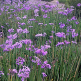 Field of purple Society Garlic (Tulbaghia violacea) with greenery in the background