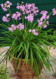 Potted Society Garlic (Tulbaghia violacea) with pink flowers and green leaves on a stone surface.