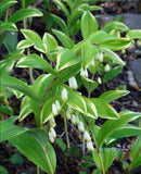 Solomon's Seal