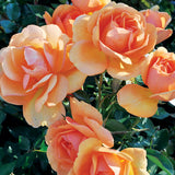 Close-up of peach-colored South Africa Rose with green leaves in the background