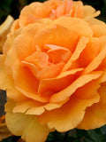 Close-up of a vibrant orange South Africa Rose with a blurred background