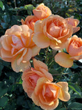 Cluster of peach-colored South Africa Roses with green leaves in the background
