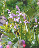 Rosabella Spanish Bluebells