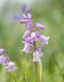 Rosabella Spanish Bluebells