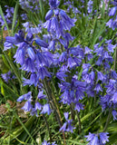 Blue Spanish Bluebells 
