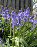 Blue Spanish Bluebells 