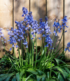 Excelsior Spanish Bluebells