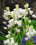 White City Spanish Bluebells