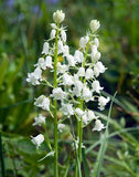 White City Spanish Bluebells