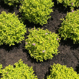Pineapple Poprocks® Spiraea