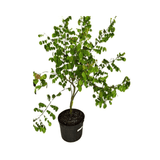 Potted Arkin Star fruit Carambola Fruit Tree, Grafted with green leaves on a white background