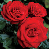 Three red Loves Promise Roses with green leaves on a dark background