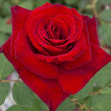 Close-up of a vibrant red Loves Promise Rose with green leaves in the background