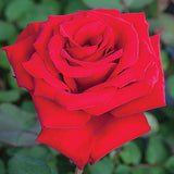 Close-up of a red Loves Promise Rose with a blurred green background