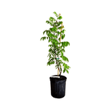 Potted Arkin Star fruit Carambola Fruit Tree, Grafted with green leaves on a white background