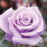 Close-up of a Sterling Silver Rose with a blurred background