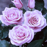 Close-up of Sterling Silver Roses with green leaves