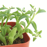 Senecio peregrinus 'String of Dolphins'