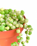 Potted string of pearls succulent plant on a white background Senecio rowleyanus f. variegatus 'Variegated String of Pearls'