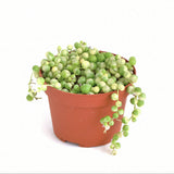 Potted Senecio rowleyanus f. variegatus 'Variegated String of Pearls' on a white background