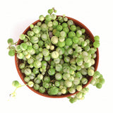Potted string of pearls succulent plant on a white background Senecio rowleyanus f. variegatus 'Variegated String of Pearls'