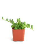 Small Curio Herreanus 'String of Watermelons' potted plant with green leaves in a terracotta pot on a white background