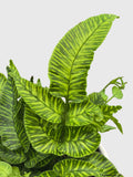Striped Golden Zebra Bamboo Fern