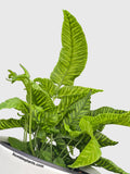 Striped Golden Zebra Bamboo Fern