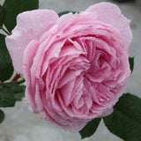 Close-up of a Parfuma Summer Romance Floribunda Rose with water droplets on its petals.