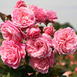 Close-up of pink Parfuma Summer Romance Floribunda Roses with a blurred background
