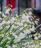 Summer Snowflake Leucojum