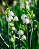 Summer Snowflake Leucojum