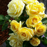 Bouquet of yellow Sunny Sky Roses  with green leaves on a blurred background