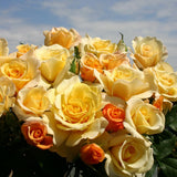 Bouquet of yellow and orange Sunny Sky Rose against a blue sky.
