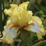 Sunrise Elegy Bearded Iris flower in a garden setting