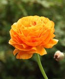 Sunset Ranunculus